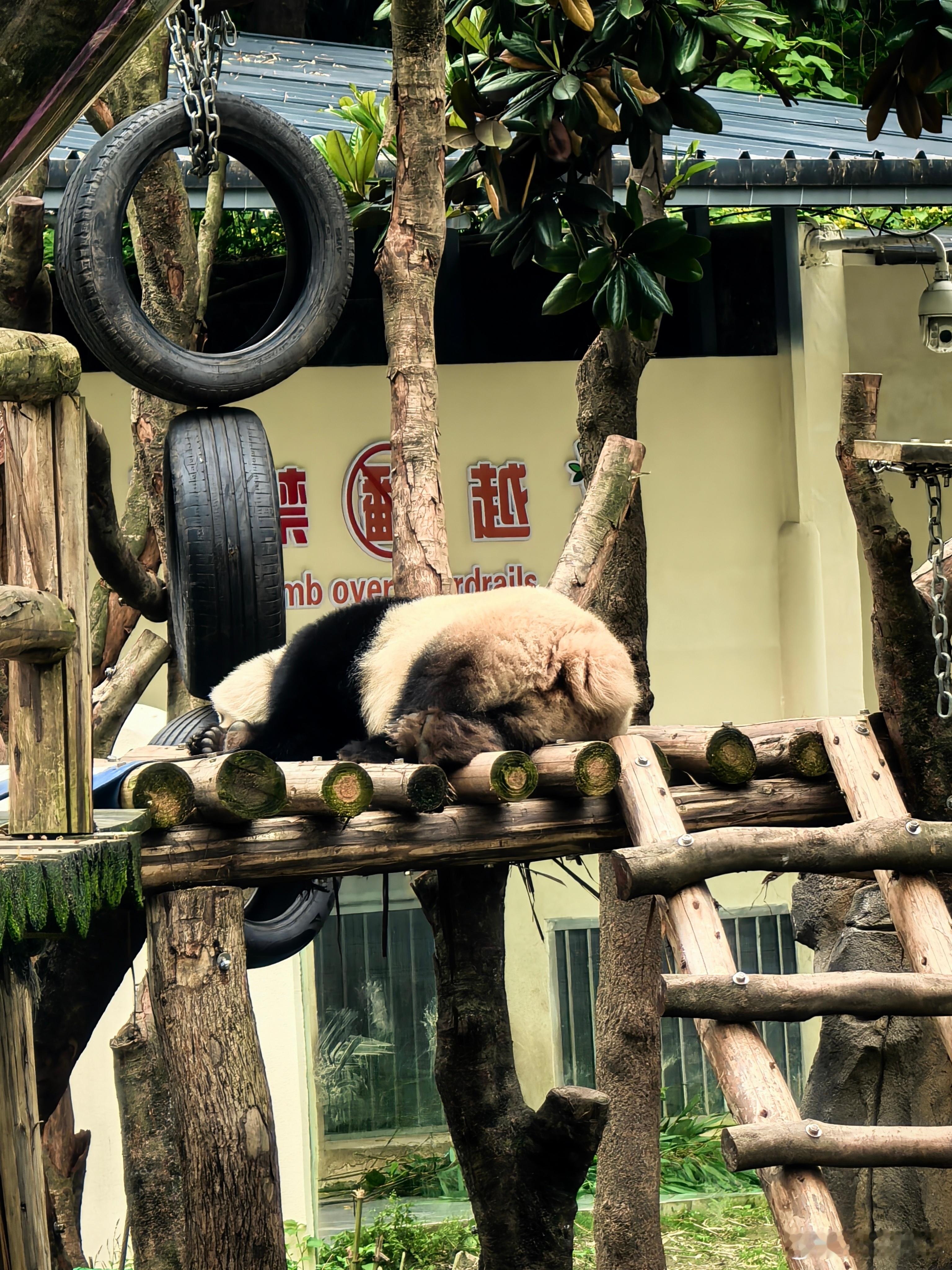 我们渝爱在睡觉……