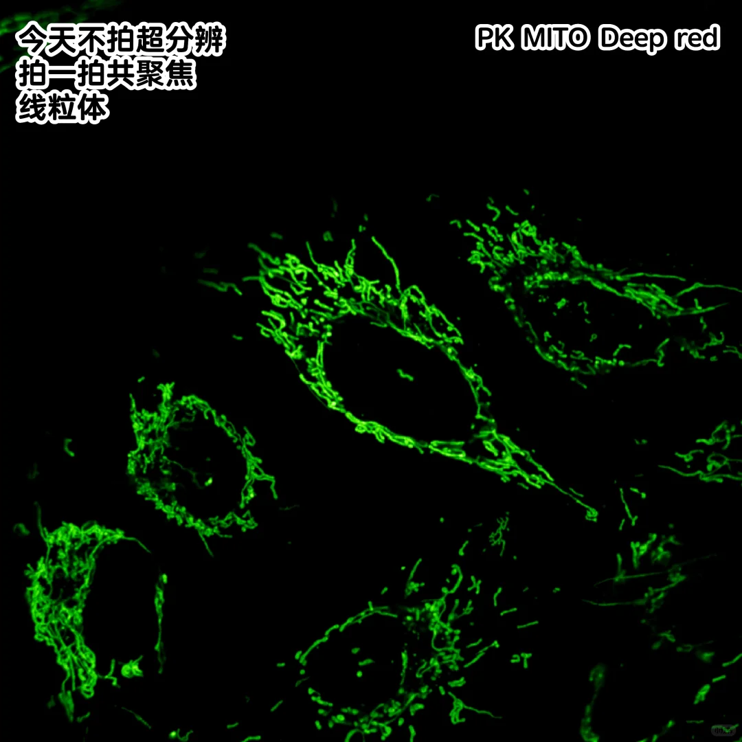 宝藏线粒体染料！拍共聚焦也是杠杠的！