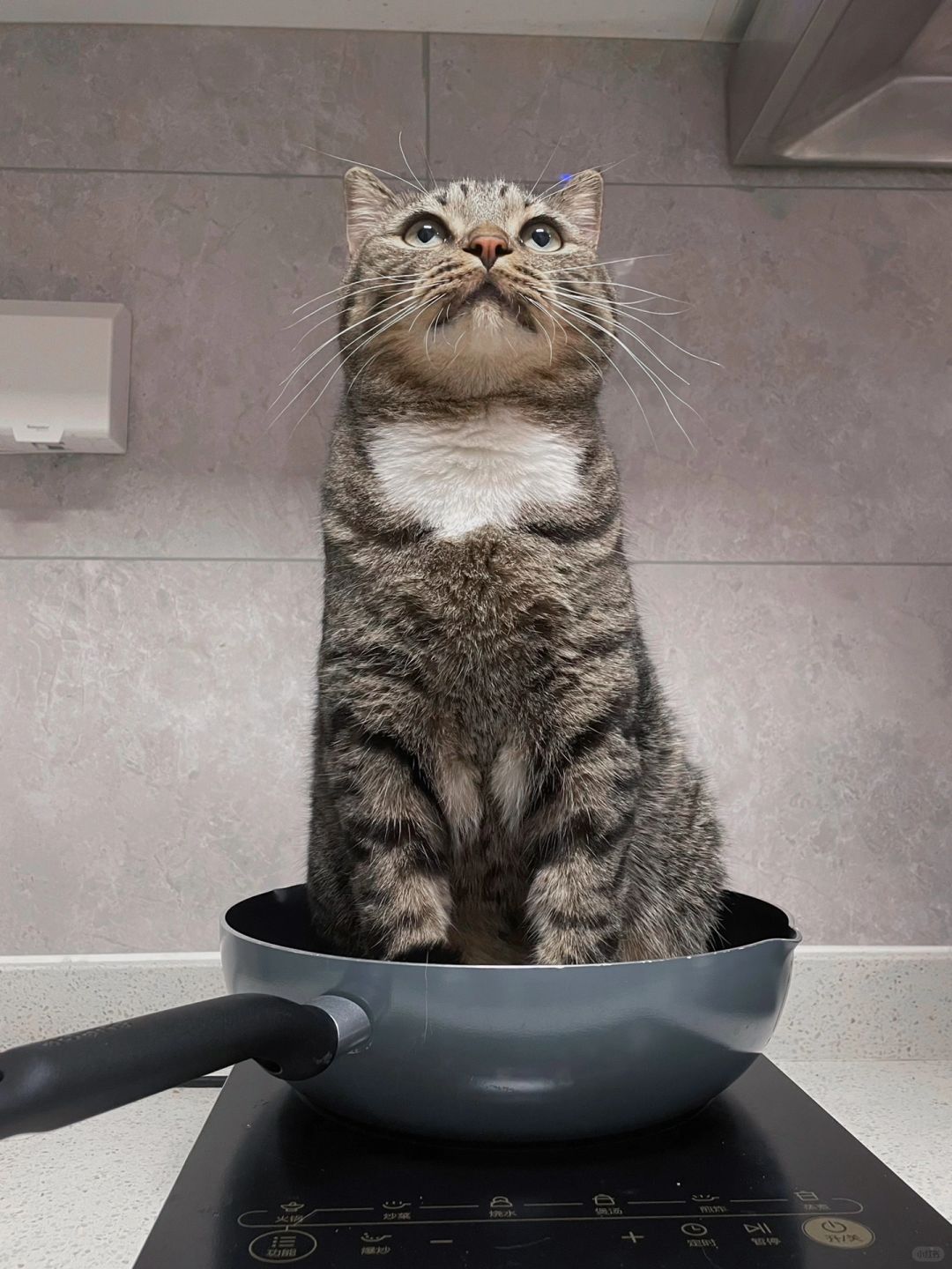 养猫之前没想到它能这样...