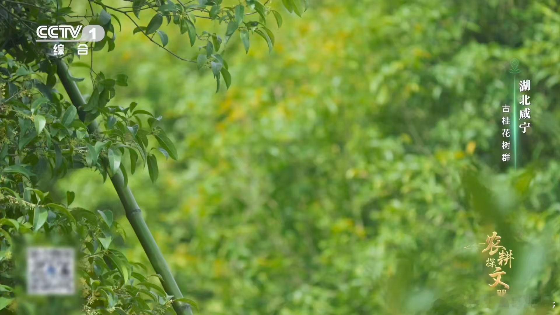 真的看到了桂花雨课文桂花雨具象化了农耕智慧太绝了！花开七成的节点卡得刚刚好，每一