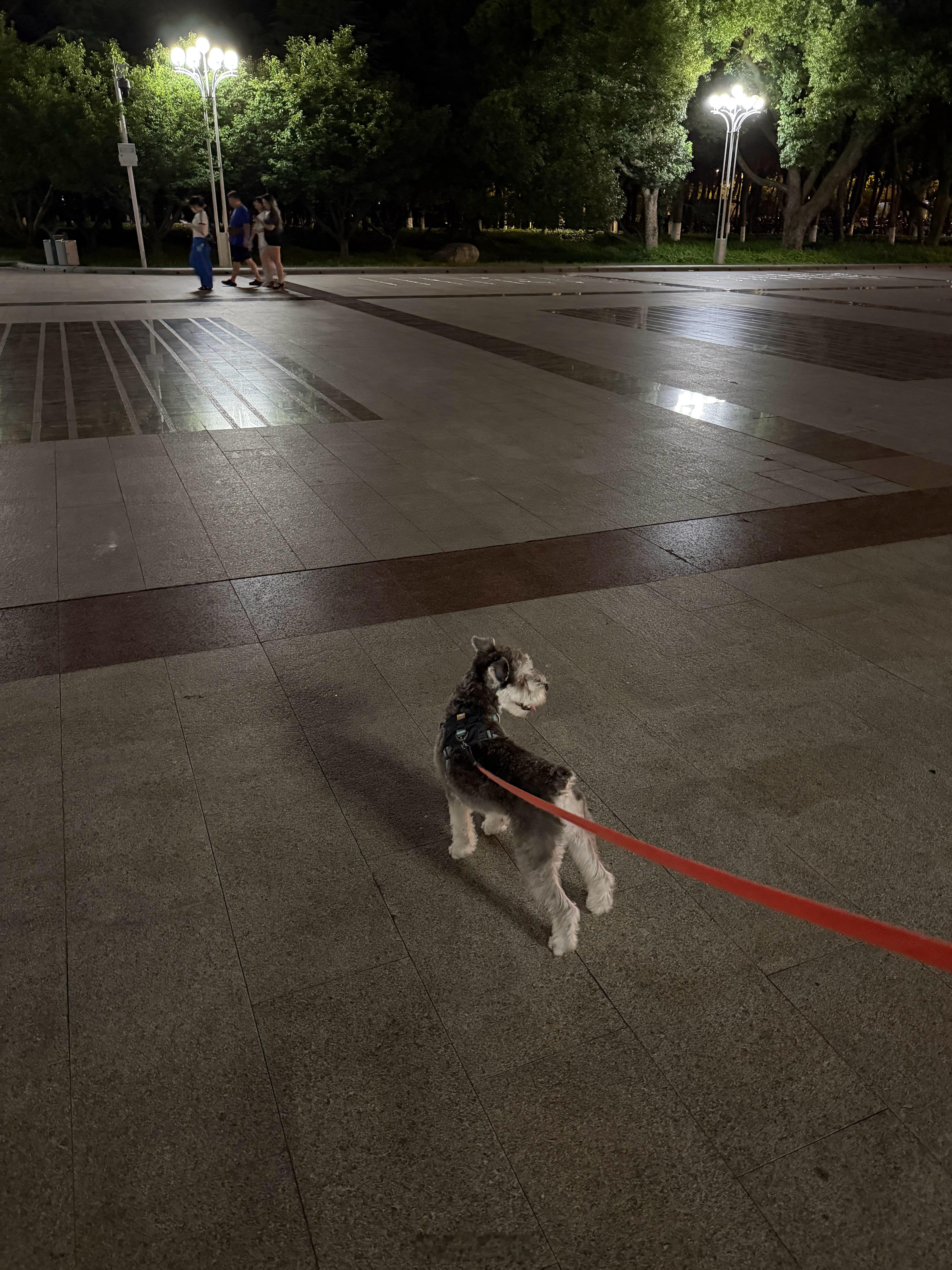 小狗想出门小狗出去啦 武汉·华中科技大学-南1门