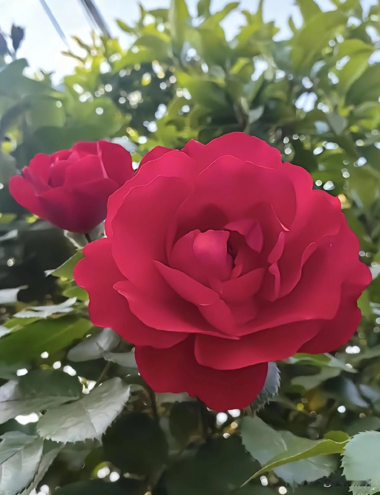 分享一组相册里的月季花，月季花的枝头，是春天的诗行，是夏日的乐章，是秋日的温柔，