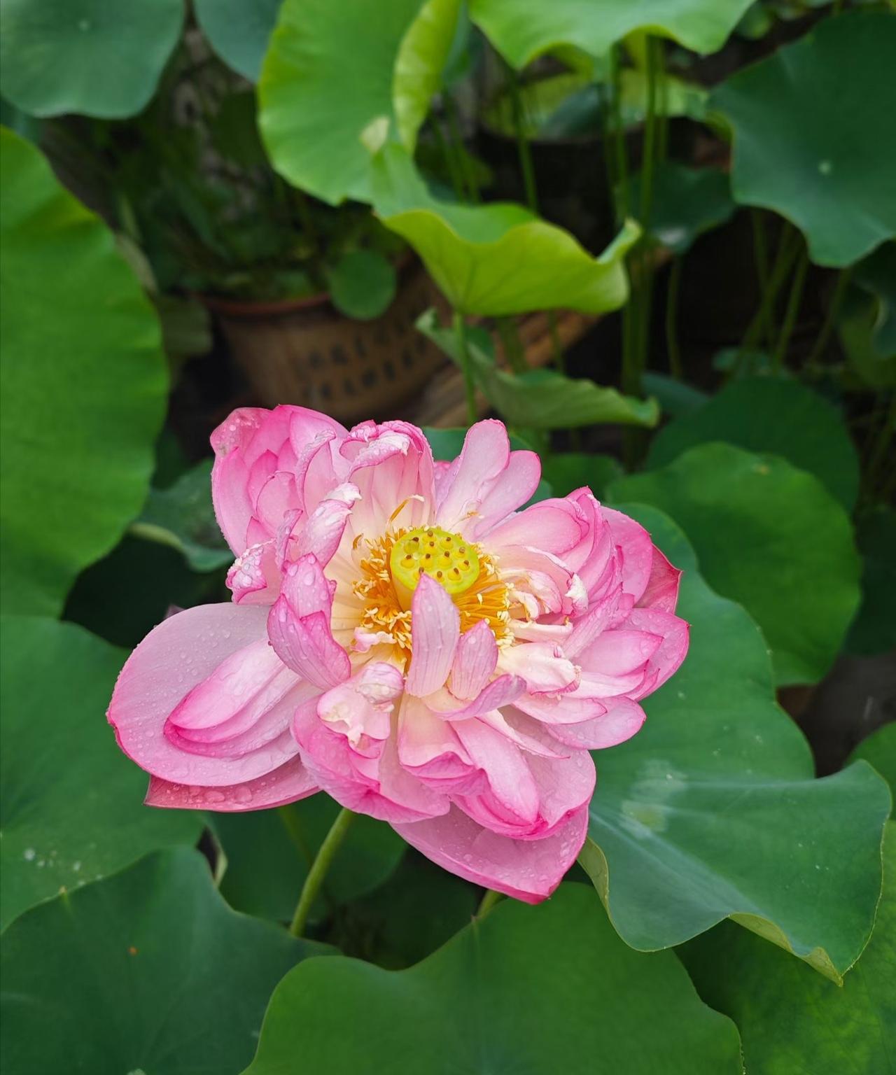 分享随手拍的花草