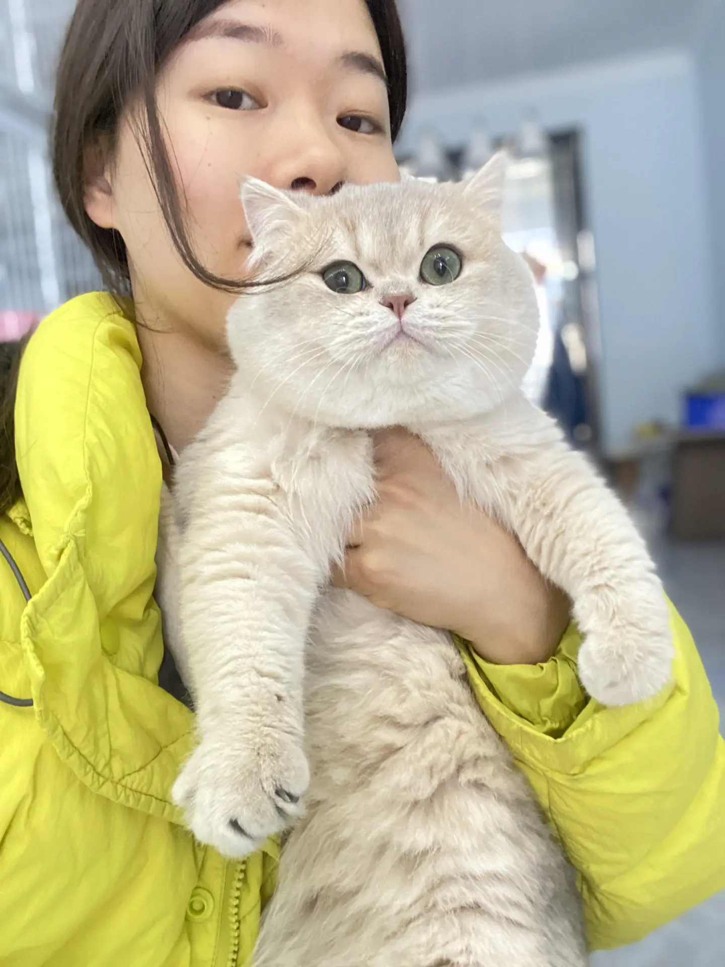 我和我的猫 猫猫合影图片  广西桂林金渐层猫舍