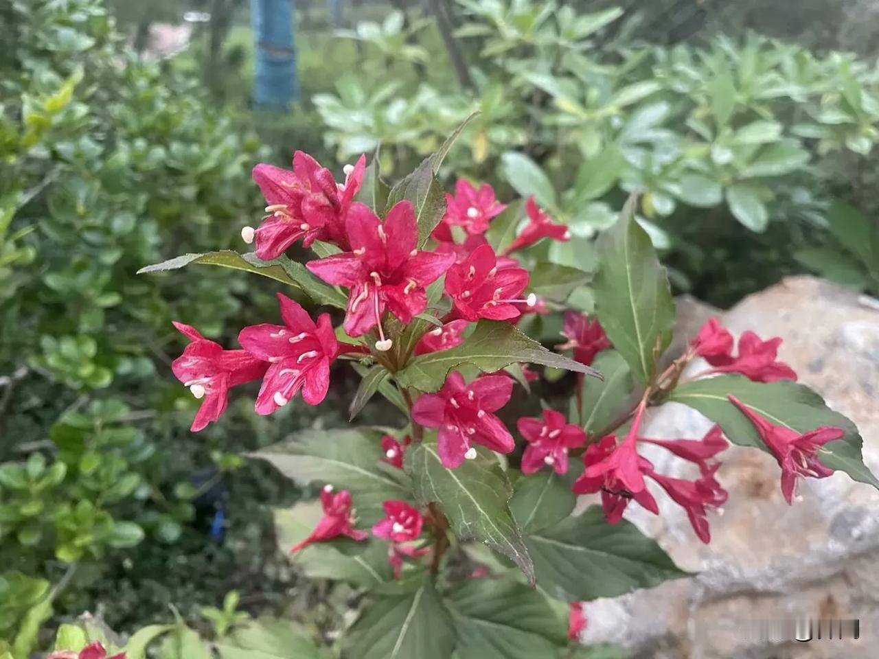 【鹧鸪天•秋落中秋天变凉】
秋落中秋天变凉，蚊虫赶热寄轩窗。
梧桐细雨屋檐下，桂