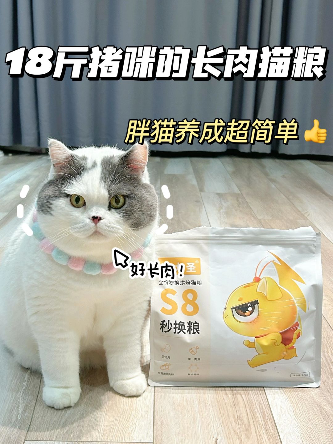 18斤小猪咪的长胖㊙籍！长肉猫粮狠角色