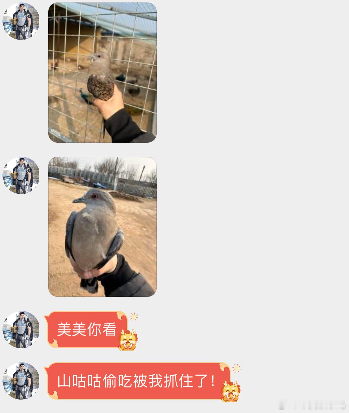 #鸟粉投稿#  把握良鸡环节偷吃孔雀食物的【山斑鸠】呆滞的小眼神🙊 ​​​