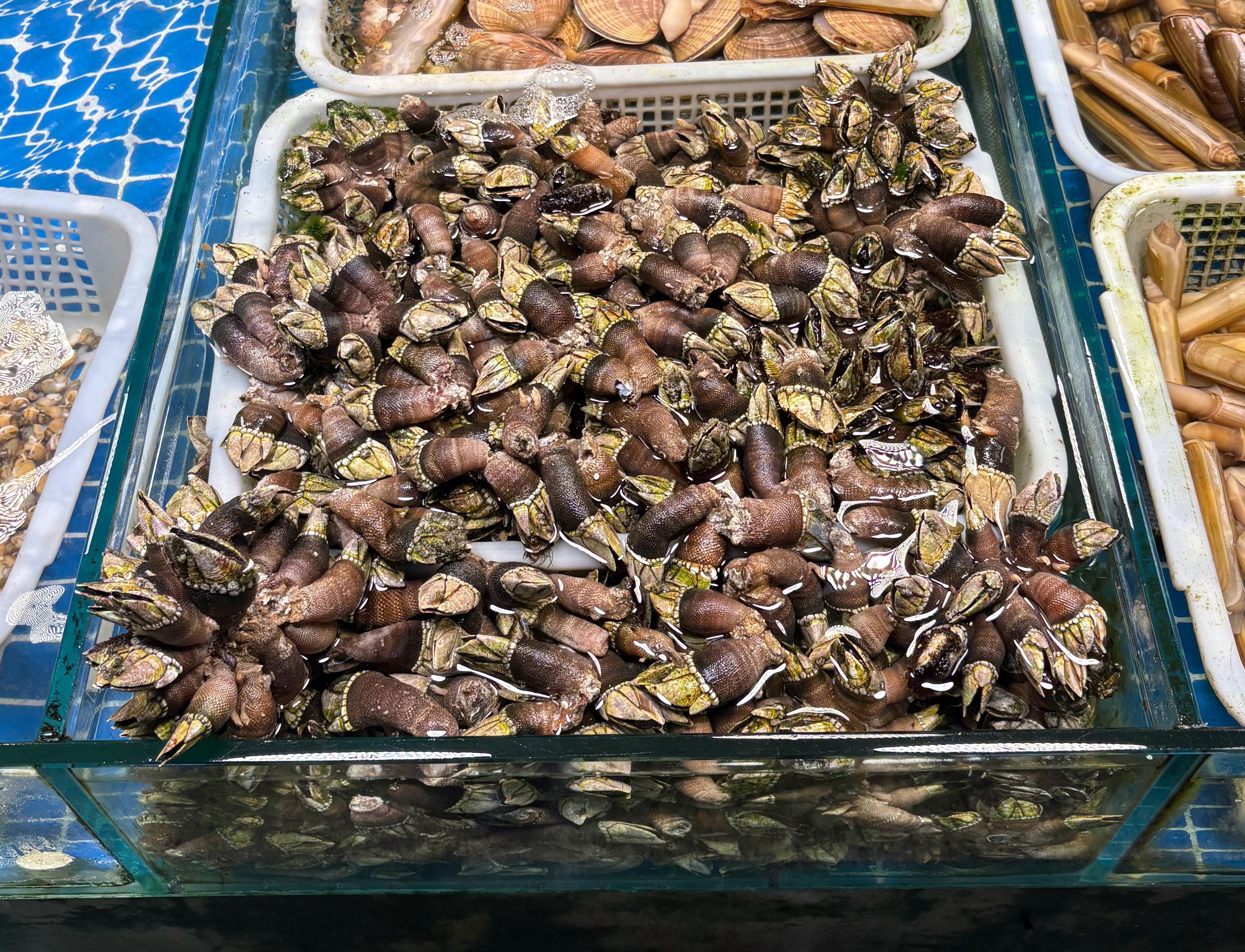 第一次在青岛市场上见到 龟足/Capitulum mitella，属节肢动物门的