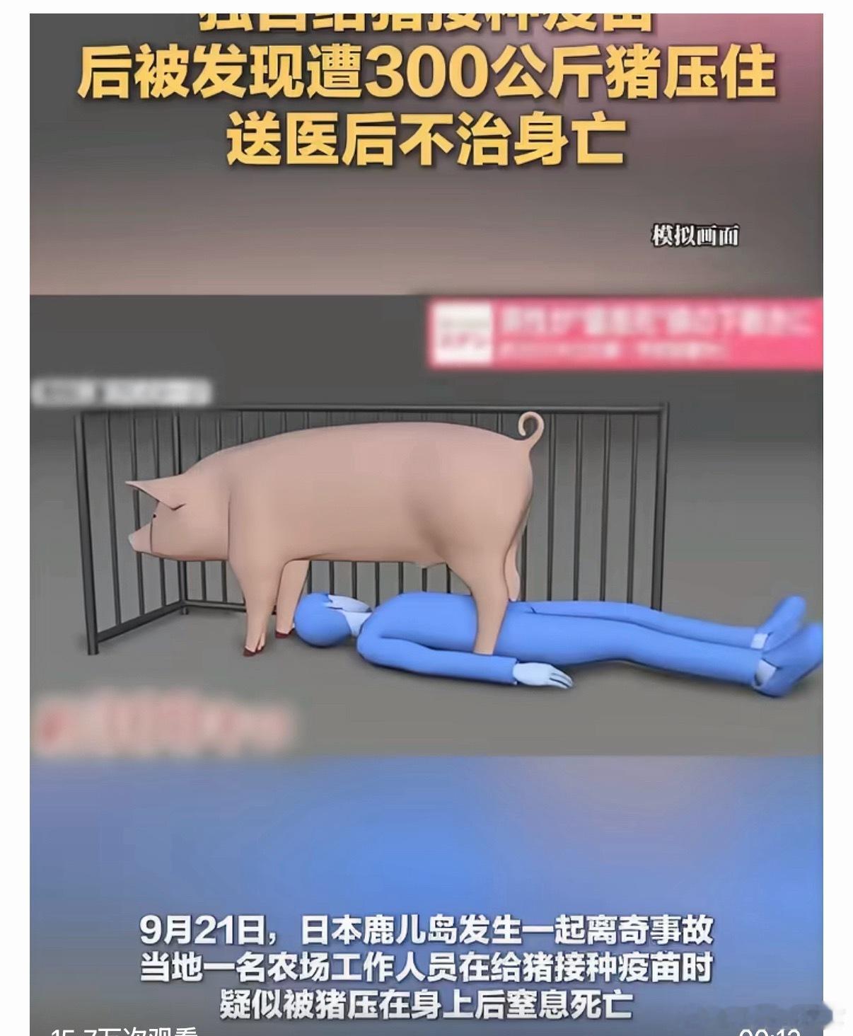 男子给300公斤猪打疫苗被压死日本鹿儿岛一名22岁农场员工独自给猪接种疫苗时，被
