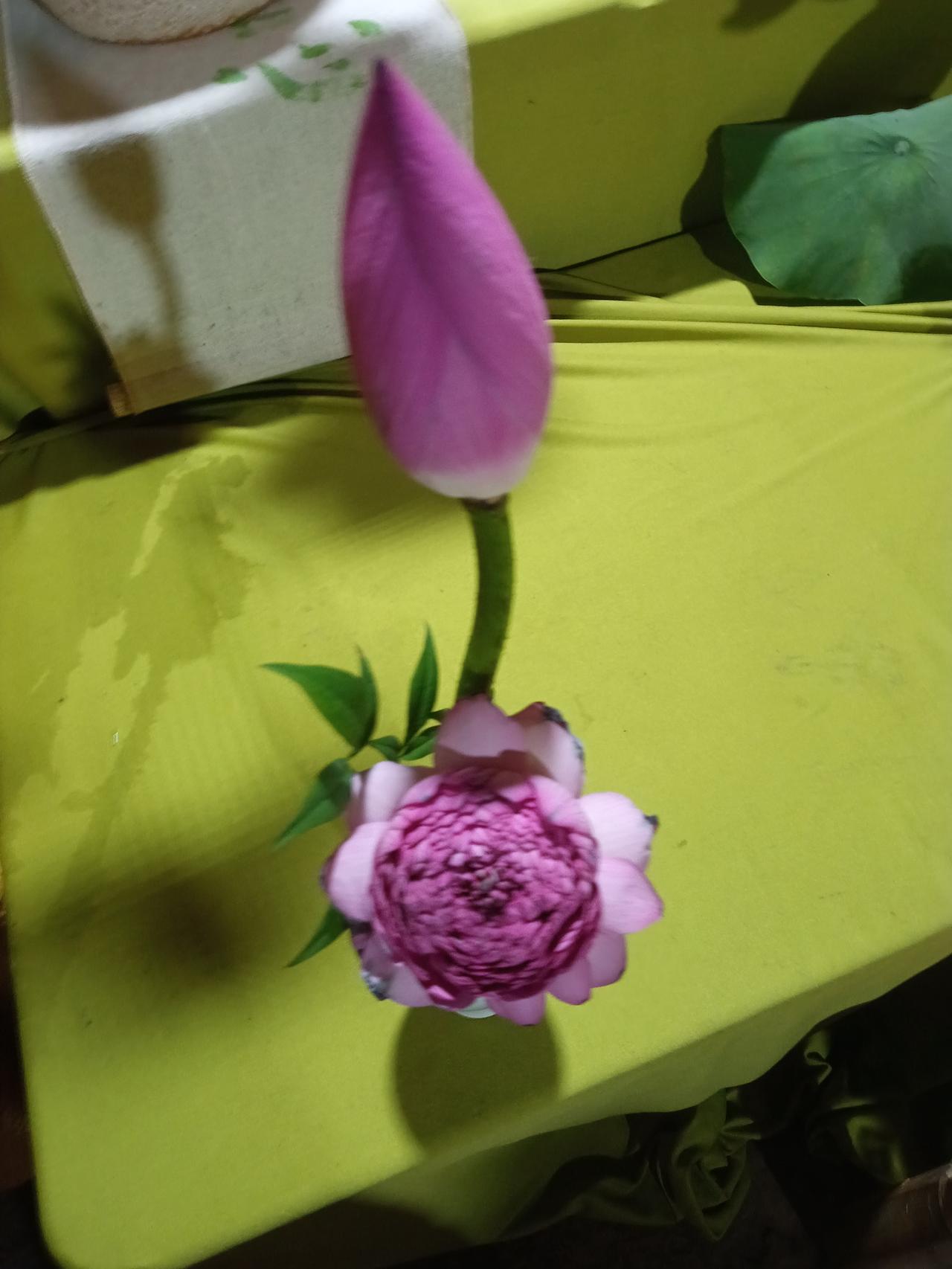 分享相册里最美的花
