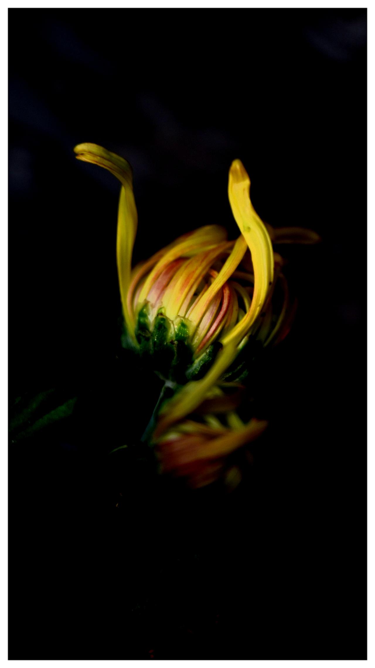 秋菊
