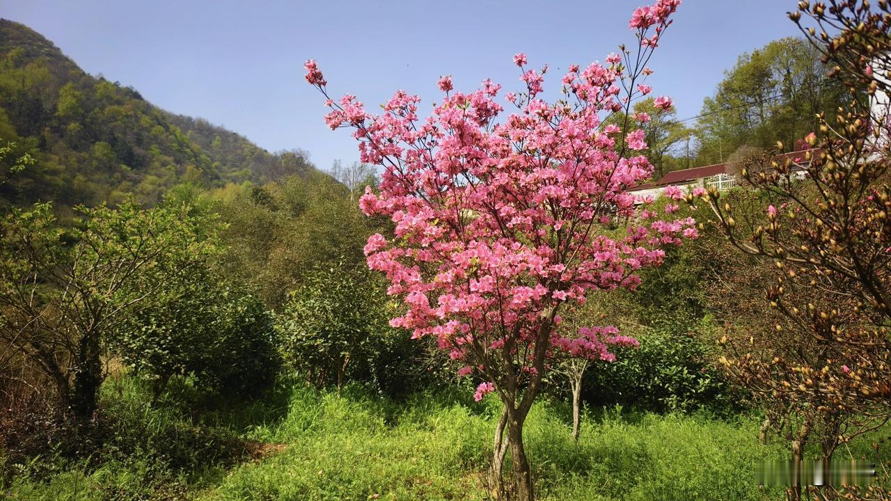 有没有漂亮的花朵图片吗春天里的杜鹃花