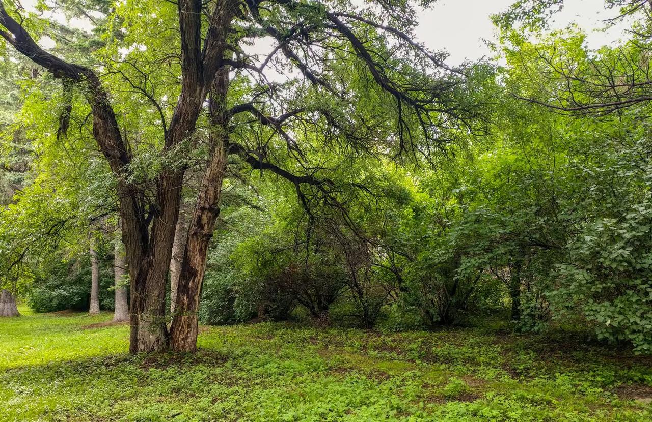 能否发表一句今生感悟前人栽树，荫庇后人，是岁月的传承；自己培土，自享阴凉，是人生