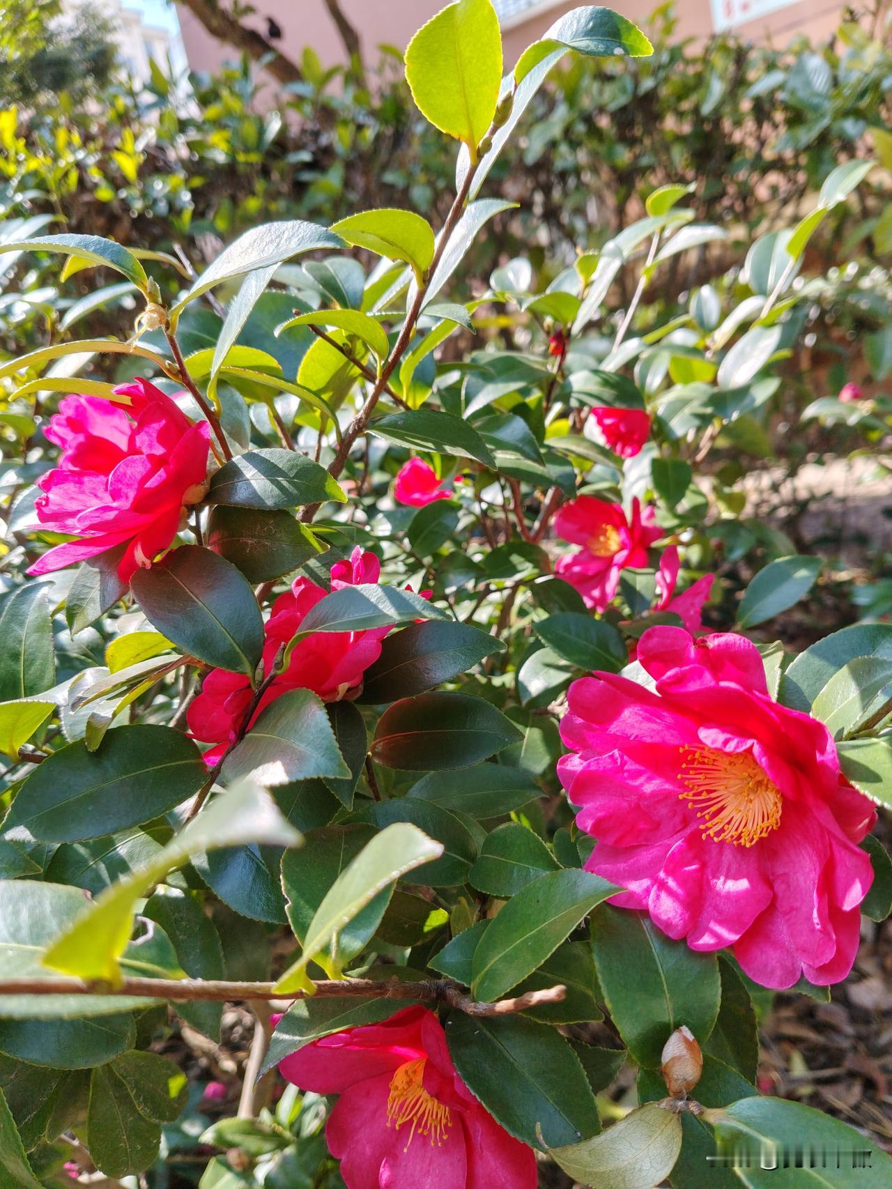 晒图笔记大赛山茶花开预示着春天到了
