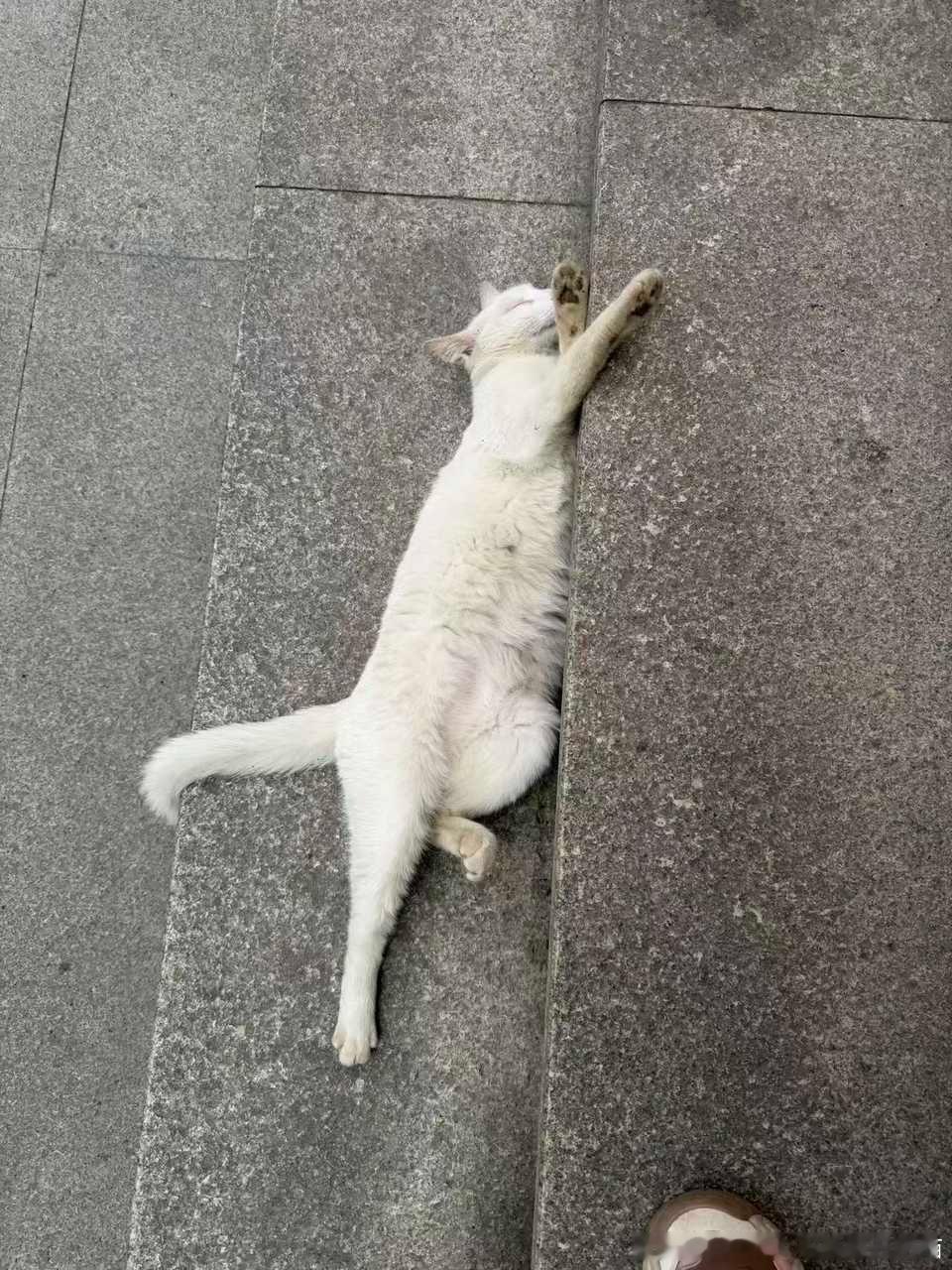 49861【丑猫】睡姿丑 