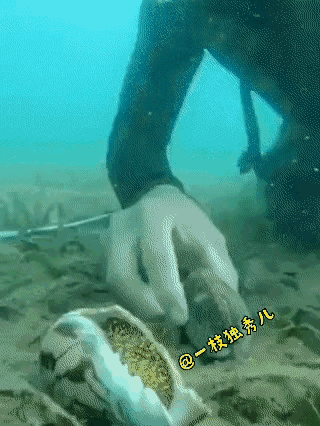 这个厉害，
一般人无法潜水，
小哥哥的潜水技术还是可以的。