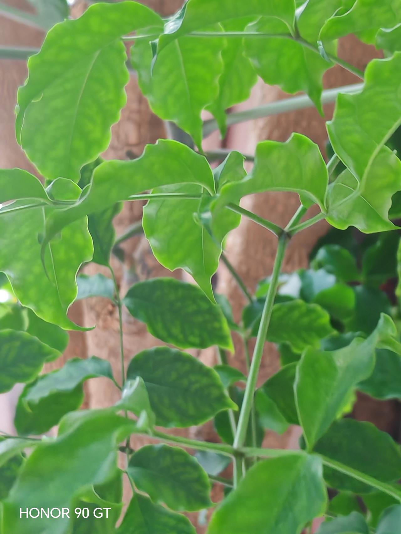 春天花会开，
快乐每一天。