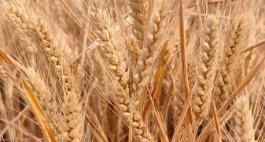 农历新年首拍最低价小麦成交率下降对市场的影响

2月25日农历新年首拍最低价小麦