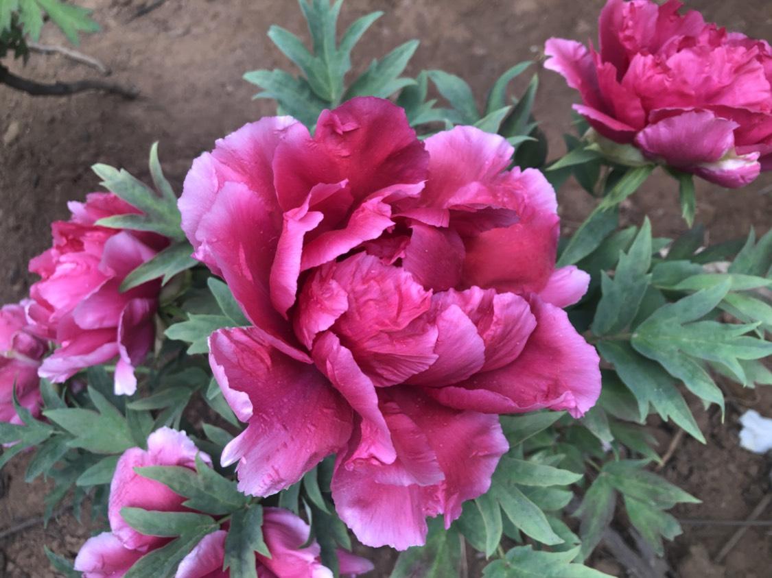 朋友，现在正是牡丹盛开时节，相信你也跃跃欲试想去花都洛阳，或者说牡丹之城菏泽欣赏