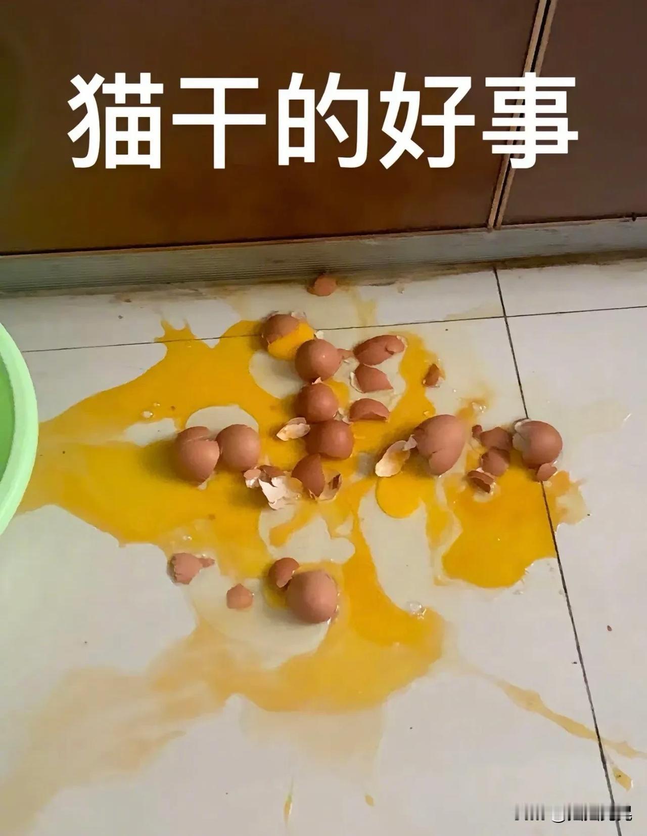 不用狗粮，狗子很喜欢鸡蛋