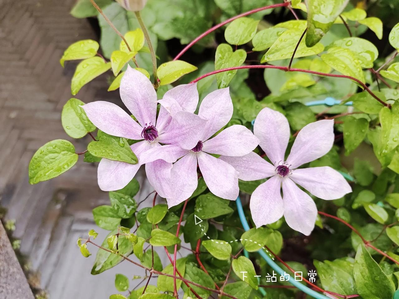 若你问我，喜欢夏季的晴天还是雨天？
我想，我肯定是喜欢下雨天的。
因为在夏季的下