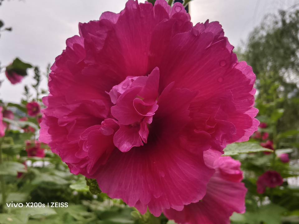 相册里的花花草草