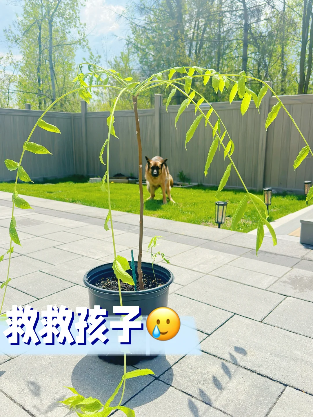 香椿长成了柳树❗️❓怎么办❗️在线等❗️