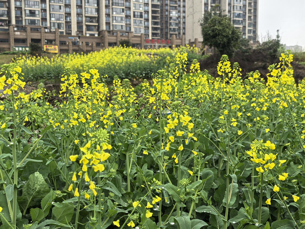 雨中油菜花

2月27日，雨天。油菜花依然挺立在雨中，显得更加娇艳欲滴，那金黄色