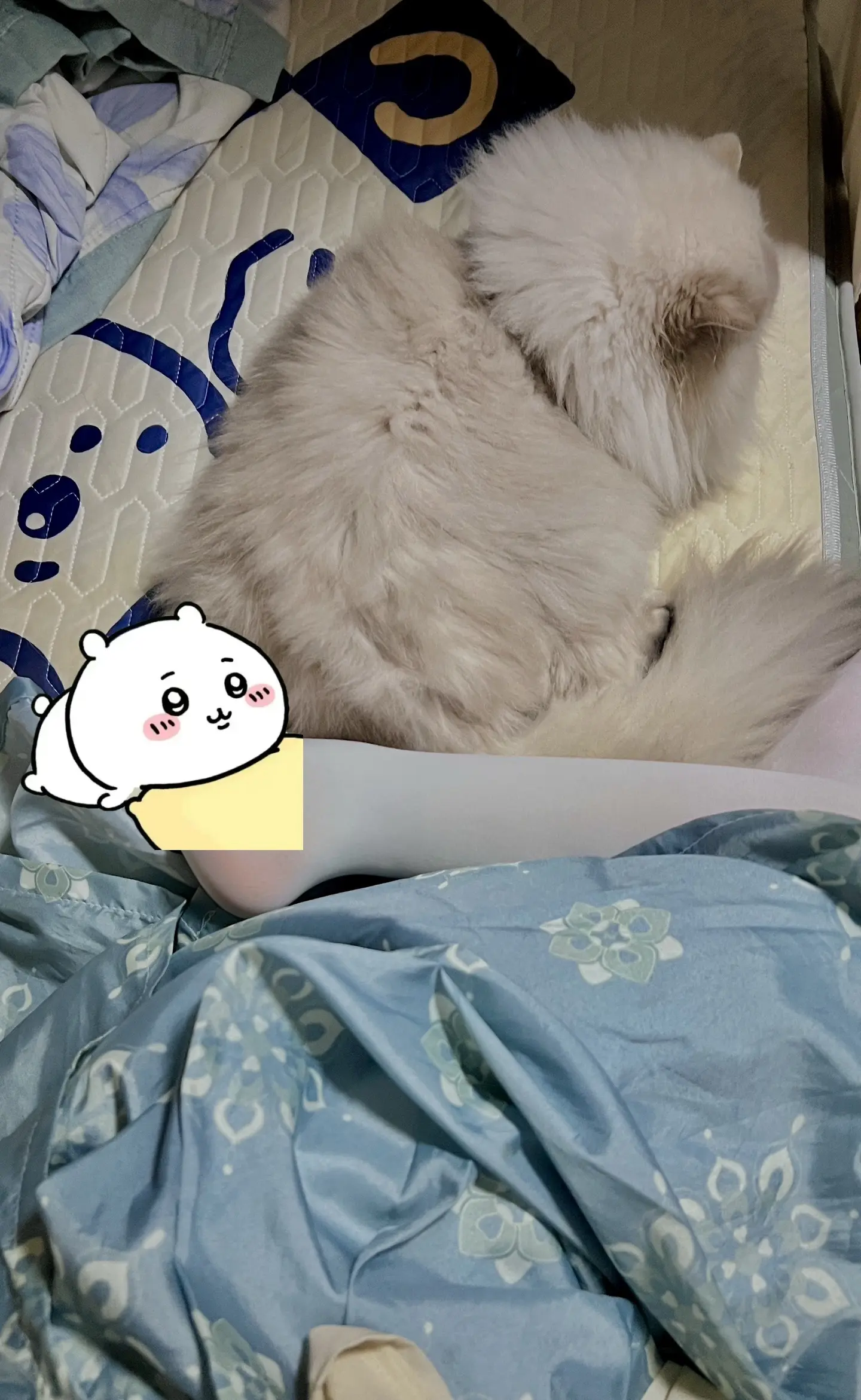 实在是装不了鱿鱼少女，每天吃到好吃的或者有人夸我可爱，我就会无比开心。