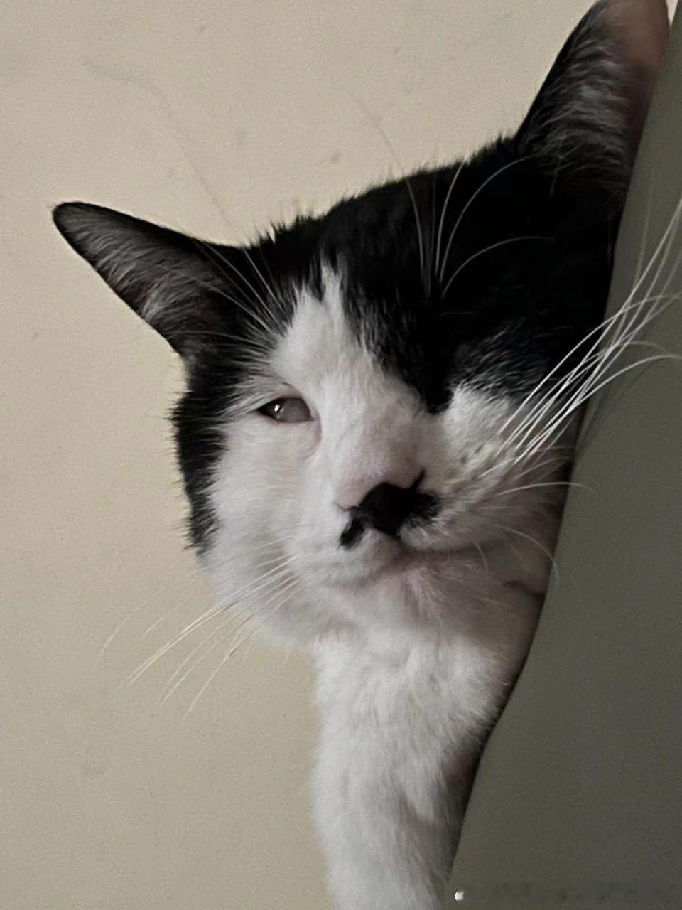 49343【丑猫】我家孩子脸都这么小了还不能当童模吗？ 