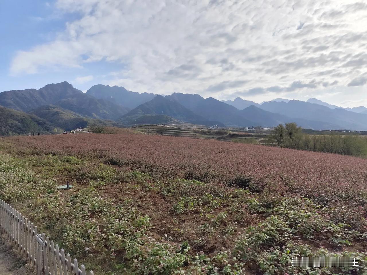 荞麦花海，
五颜六色，
恋峰叠嶂，
一览无余。
景色美不美，
看图说话