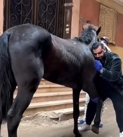 为什么马的腿断了必须死？一位养了10年马的师傅告诉我：90%的人都不知道，就算是