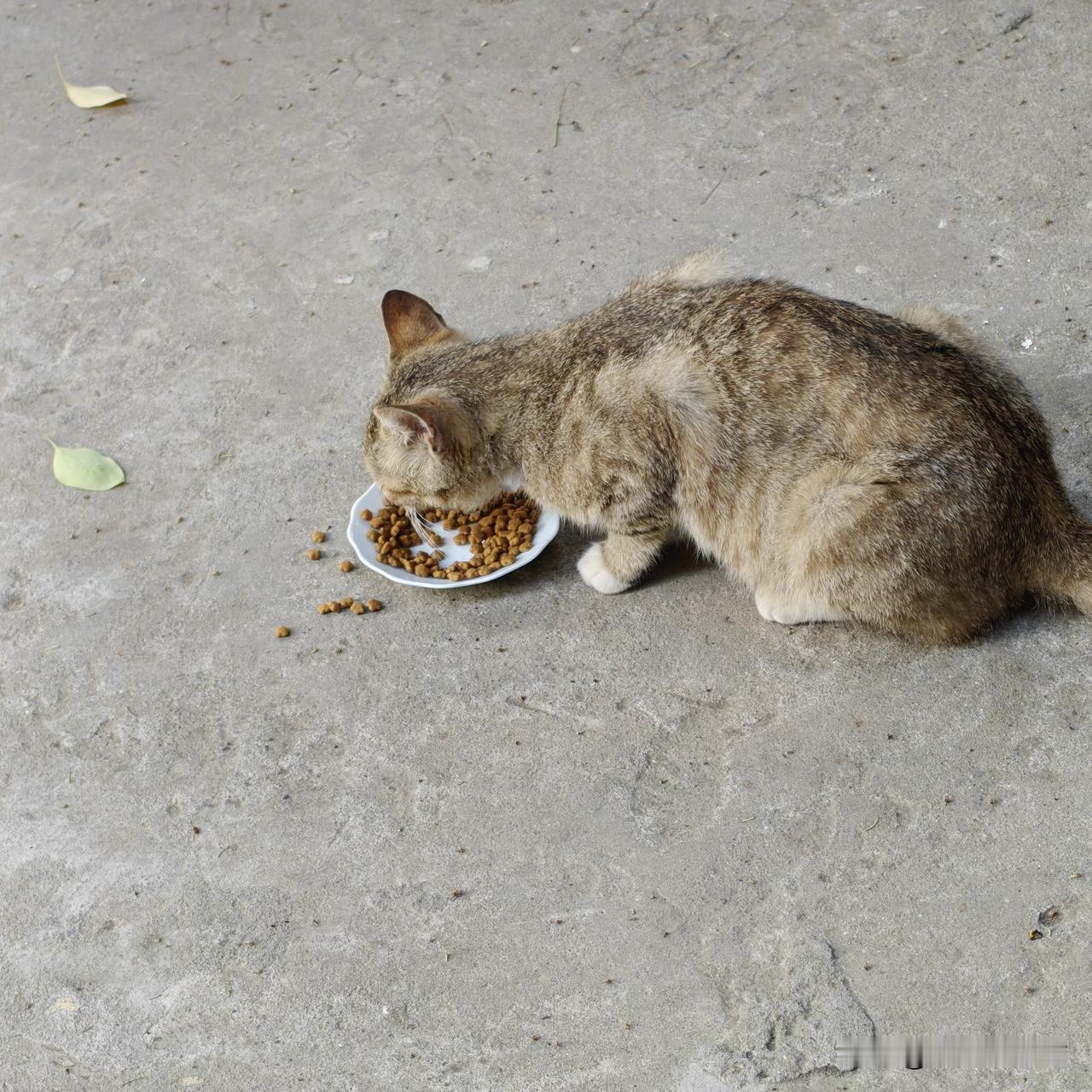 被仇猫人打跑的流浪猫，有两只又回到老院子了。今天买点优质猫粮，给它们补补身体。