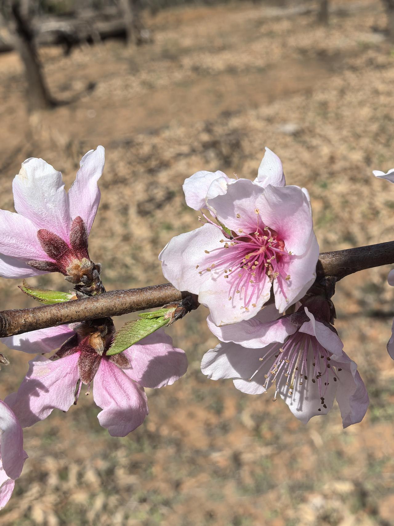 老伴今天顶着小雨去北京做针灸了。我没有陪伴。
下午三点多钟，老伴打来视频电话，让