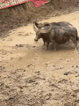 心太软的人真看不了这个～