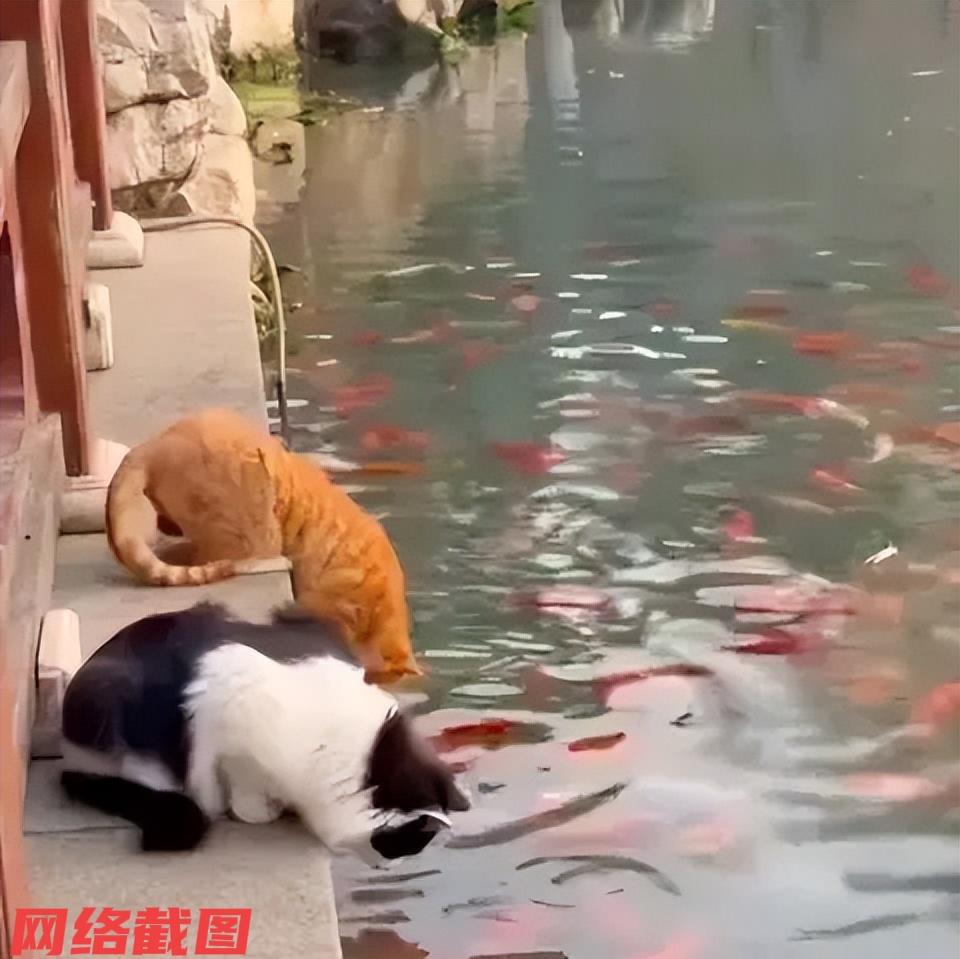 江苏有女子在园博园游玩途中，意外看到两只流浪小猫，在景区内的景观池里捕捉锦鲤鱼食