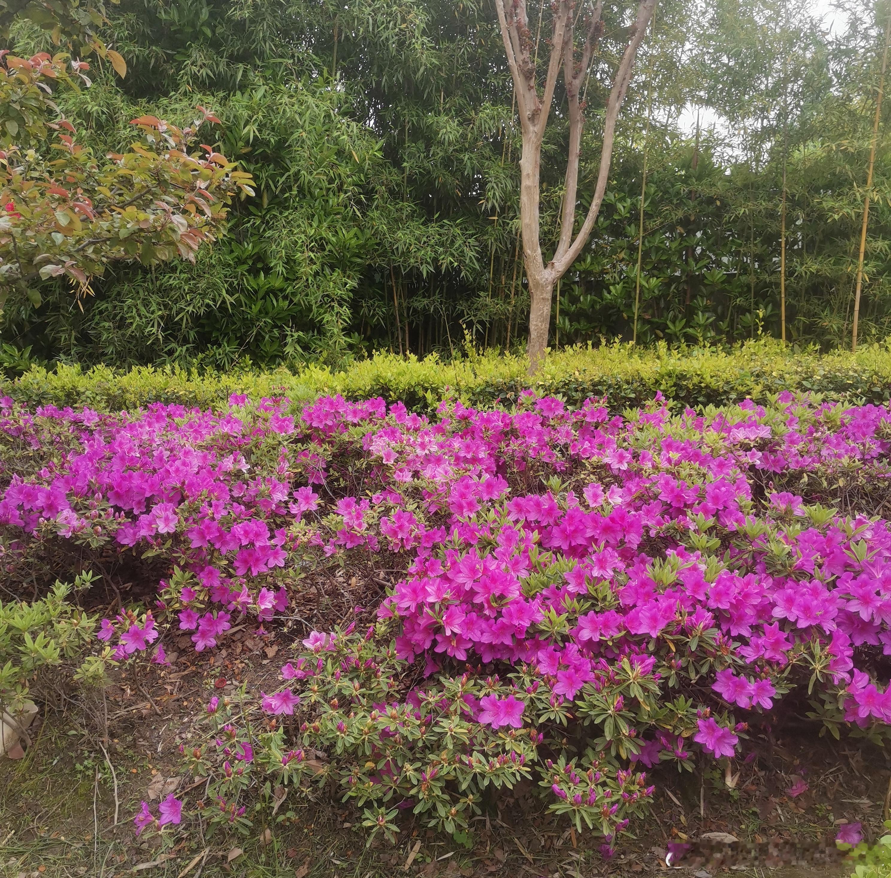 ～～《无题》～～宋人·尧裔堤岸柳绿鹮鹊飞，静水流缓漂浮香。花红一片春意思，尔何恁