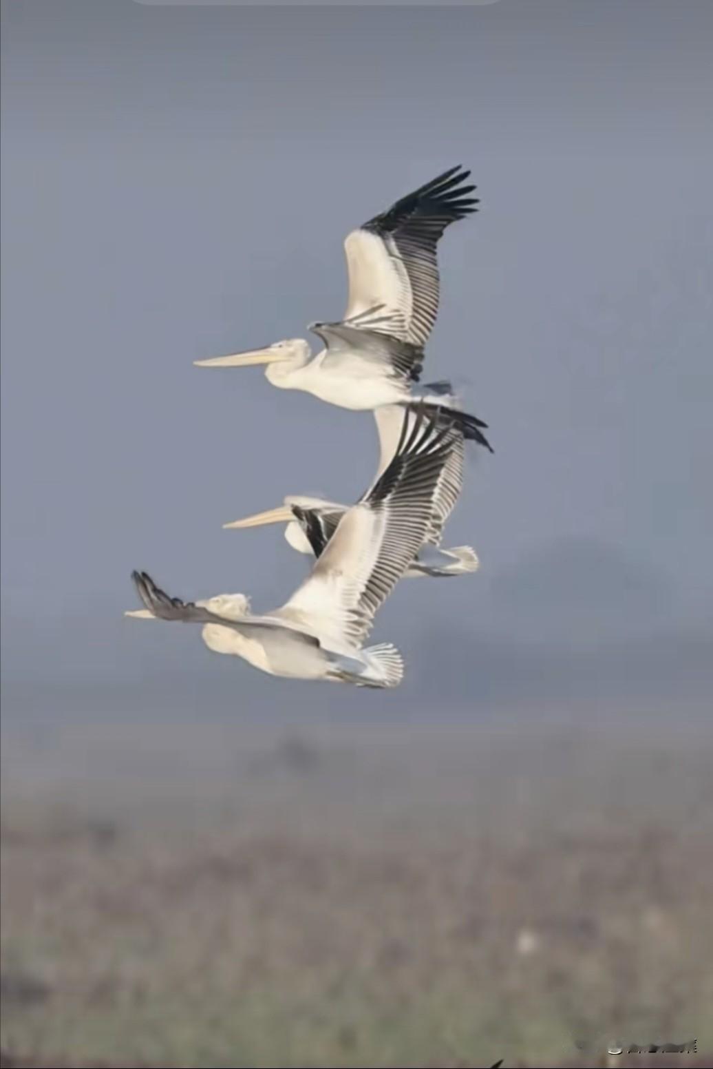 东营被誉为候鸟迁徙的“国际机场”，每年入冬时节，会有数百万只候鸟在此驻足、迁徙。