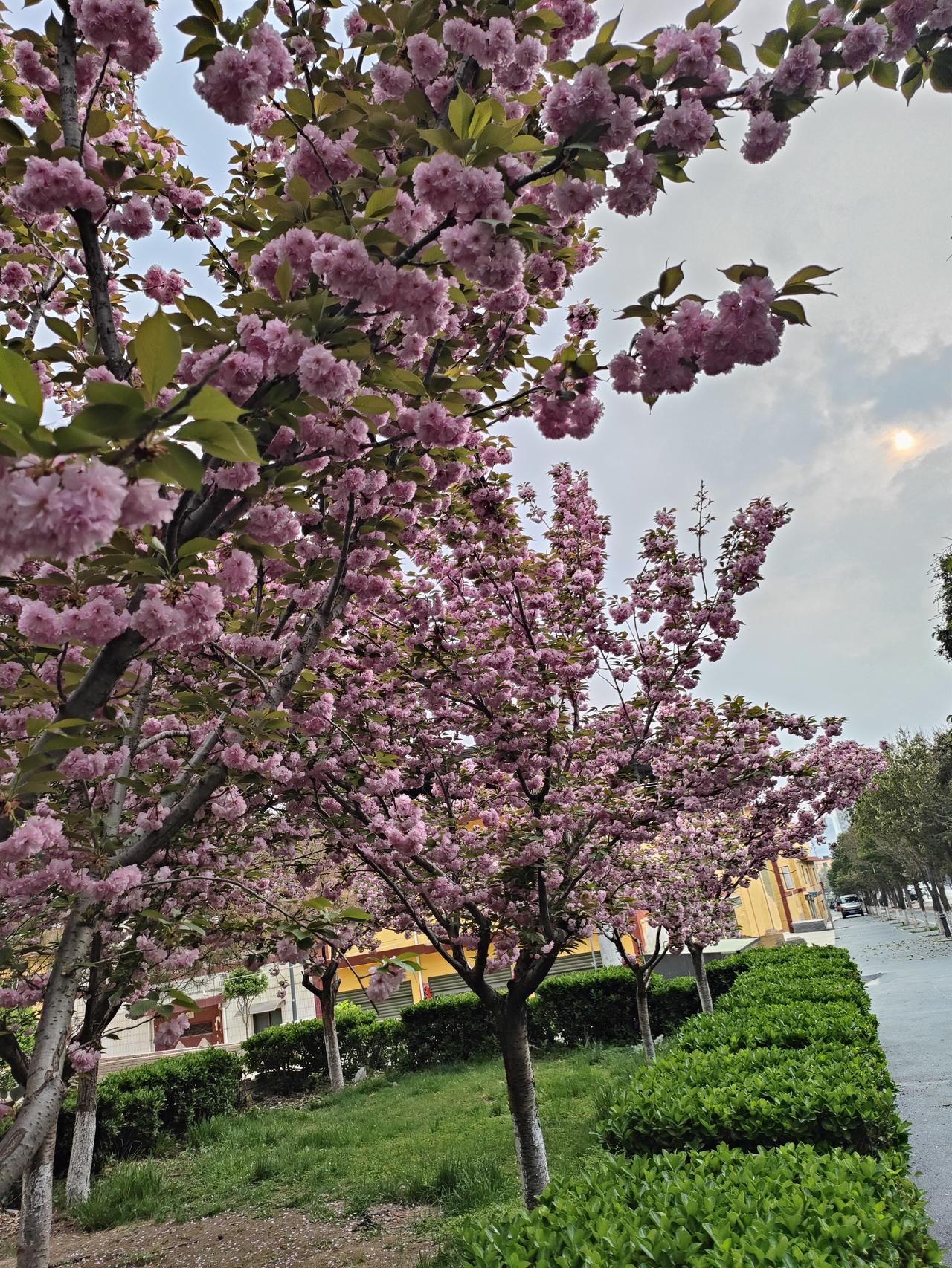 分享你随手拍的风景暮春的风，把满树的温柔都揉进了这重瓣晚樱里。层层叠叠的粉花如云