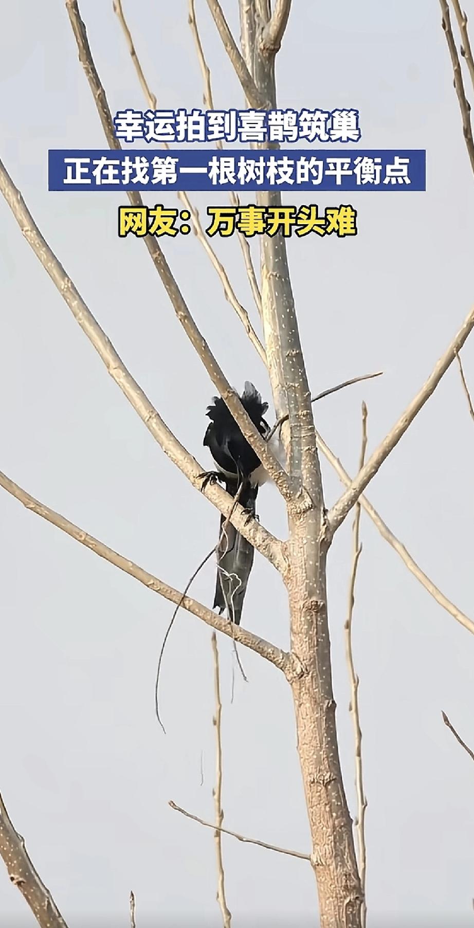 有人幸运地拍到了喜鹊筑巢的一幕。画面里，它嘴里叼着第一根树枝，正在仔细寻找最佳的