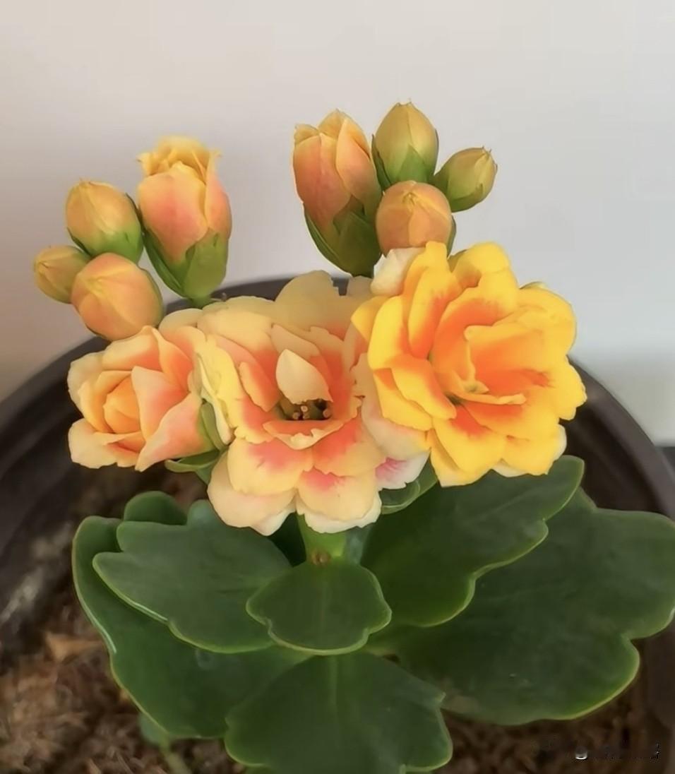 你已经足够好了，值得被自己温柔以待。它提醒我；不必过度苛求完美，也不必为了迎合外