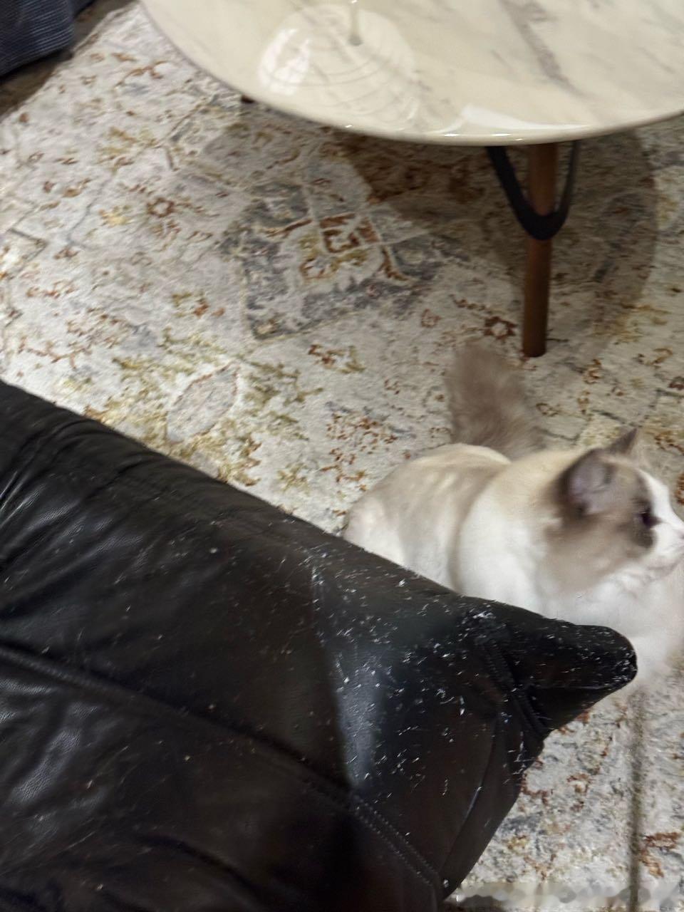 49553【心灵丑】沙发捕猎者 