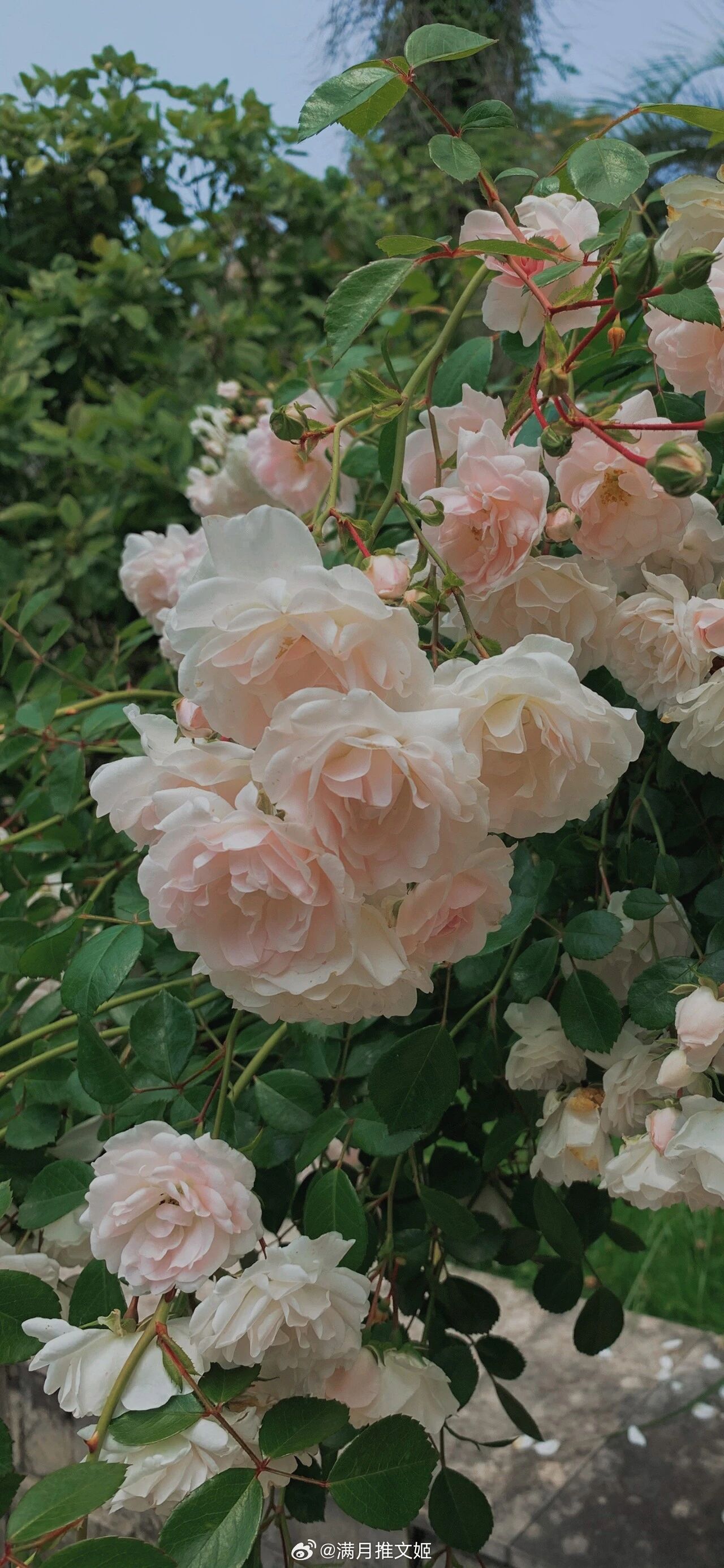 我推开了好多人，唯独给你留了一条捷径，可是你却没有来。晚安