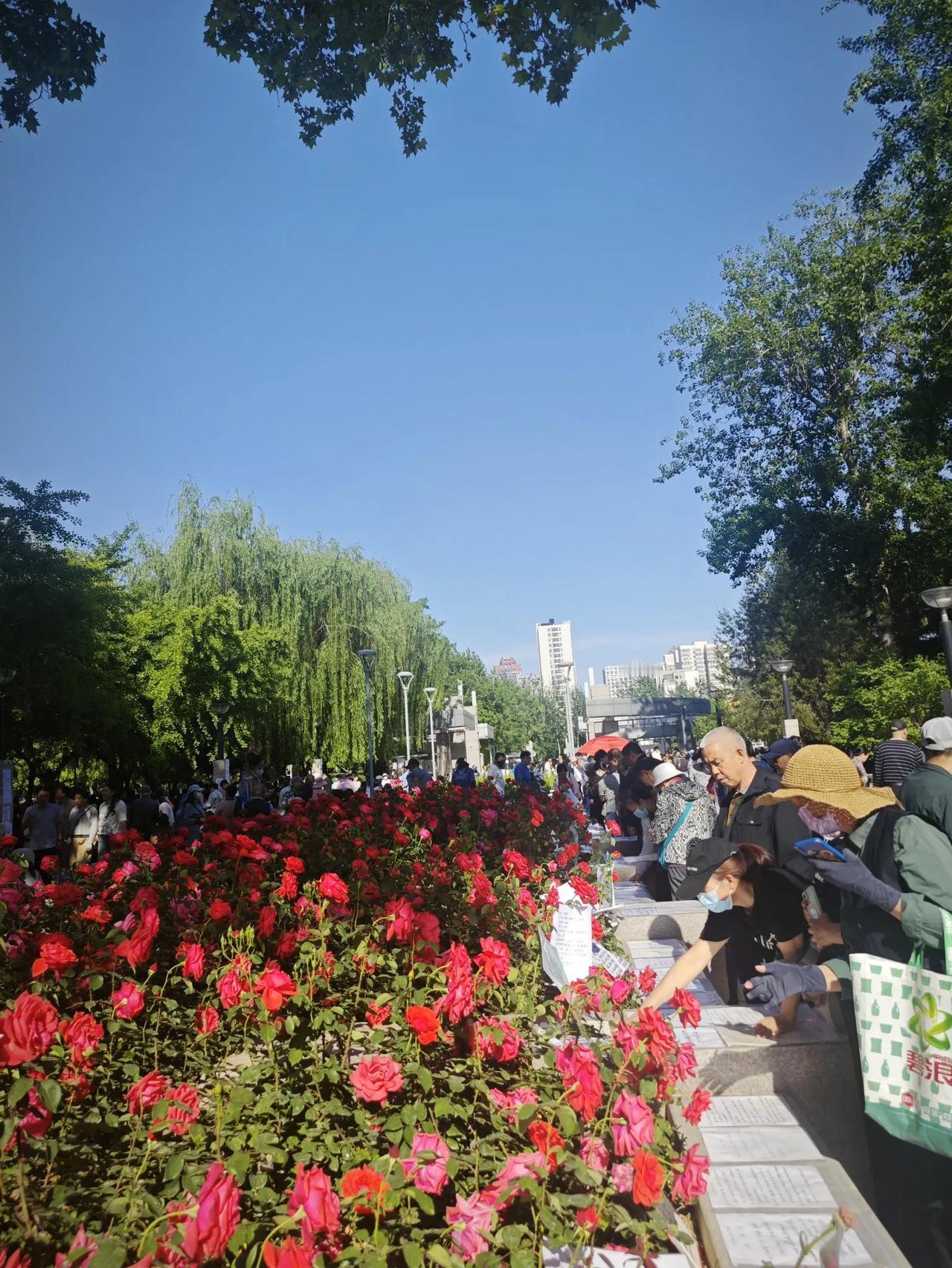 星期一  大风  扬沙  12～24℃
今日立夏，时至立夏，万物繁茂。夏季开始了