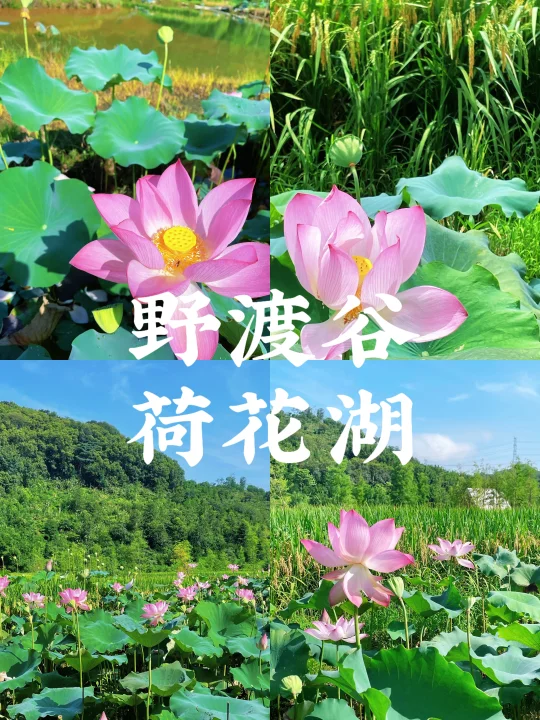 野渡谷｜荷韵悠长，荷花醉人🌸