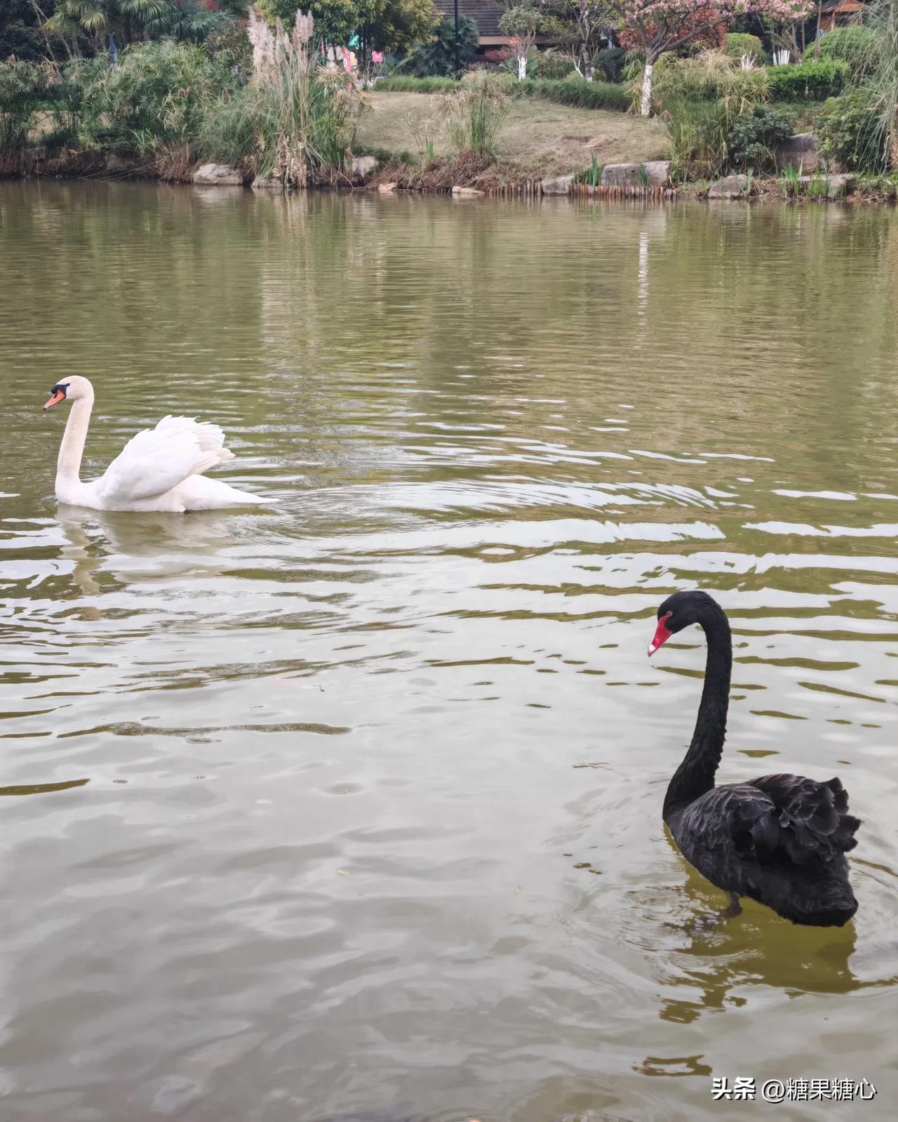 今年第三次来峨眉山。天气阴，花快要凋谢了，酒店的鱼和黑白天鹅是真的肥。眉山市风景