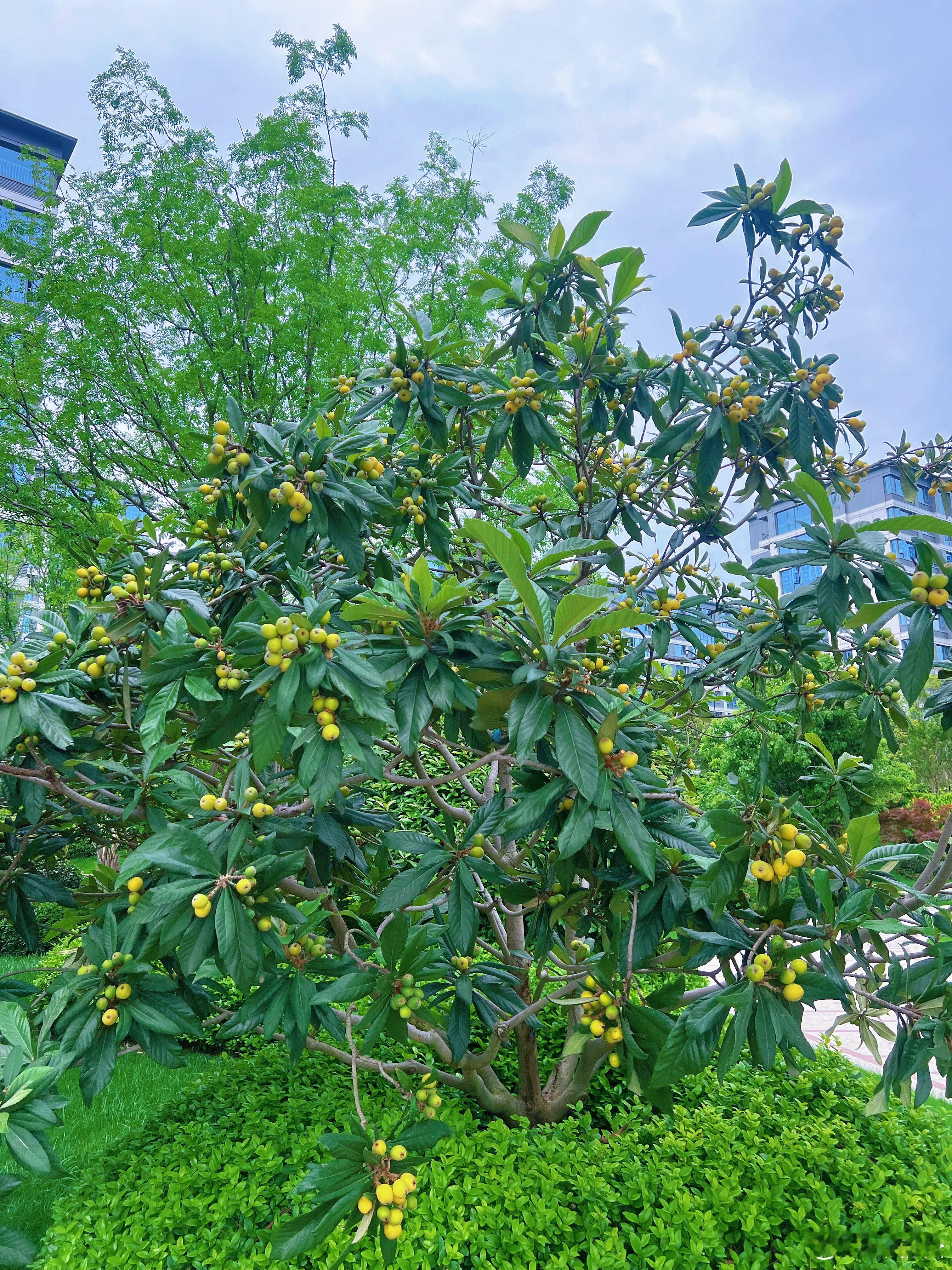 莲都有艺思 今日在小区里悠闲漫步了一圈，竟惊喜地发现，这里的绿化带宛如一幅色彩斑