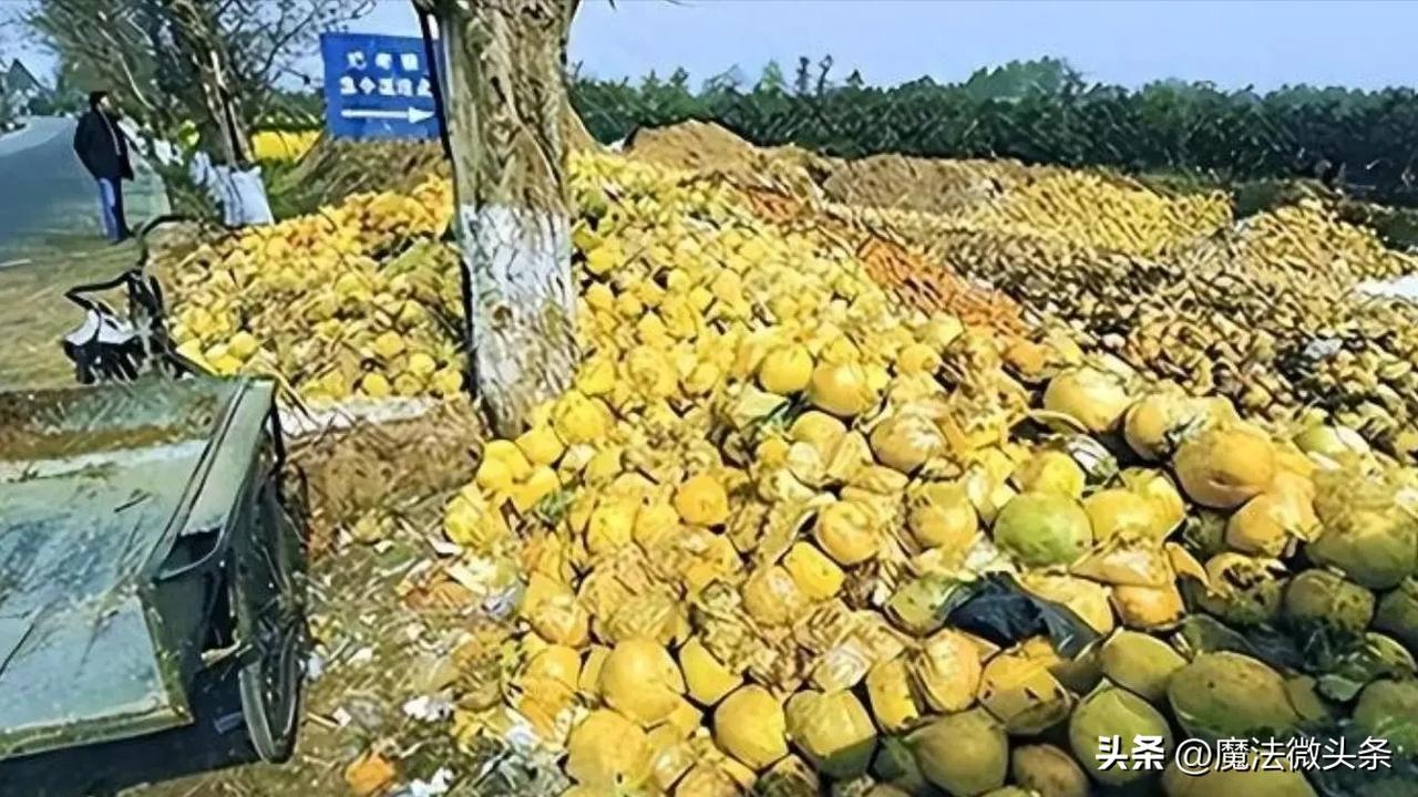 失去中国市场后，大量水果烂地里卖不出去，现在开始后悔得罪中国早知今日，何必当初呢