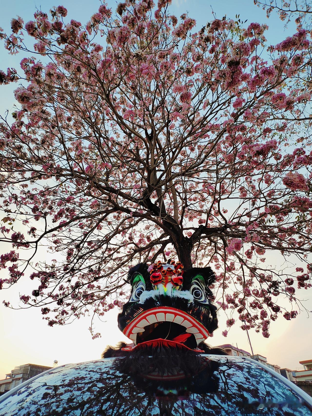 春日盛景，
花树与舞狮