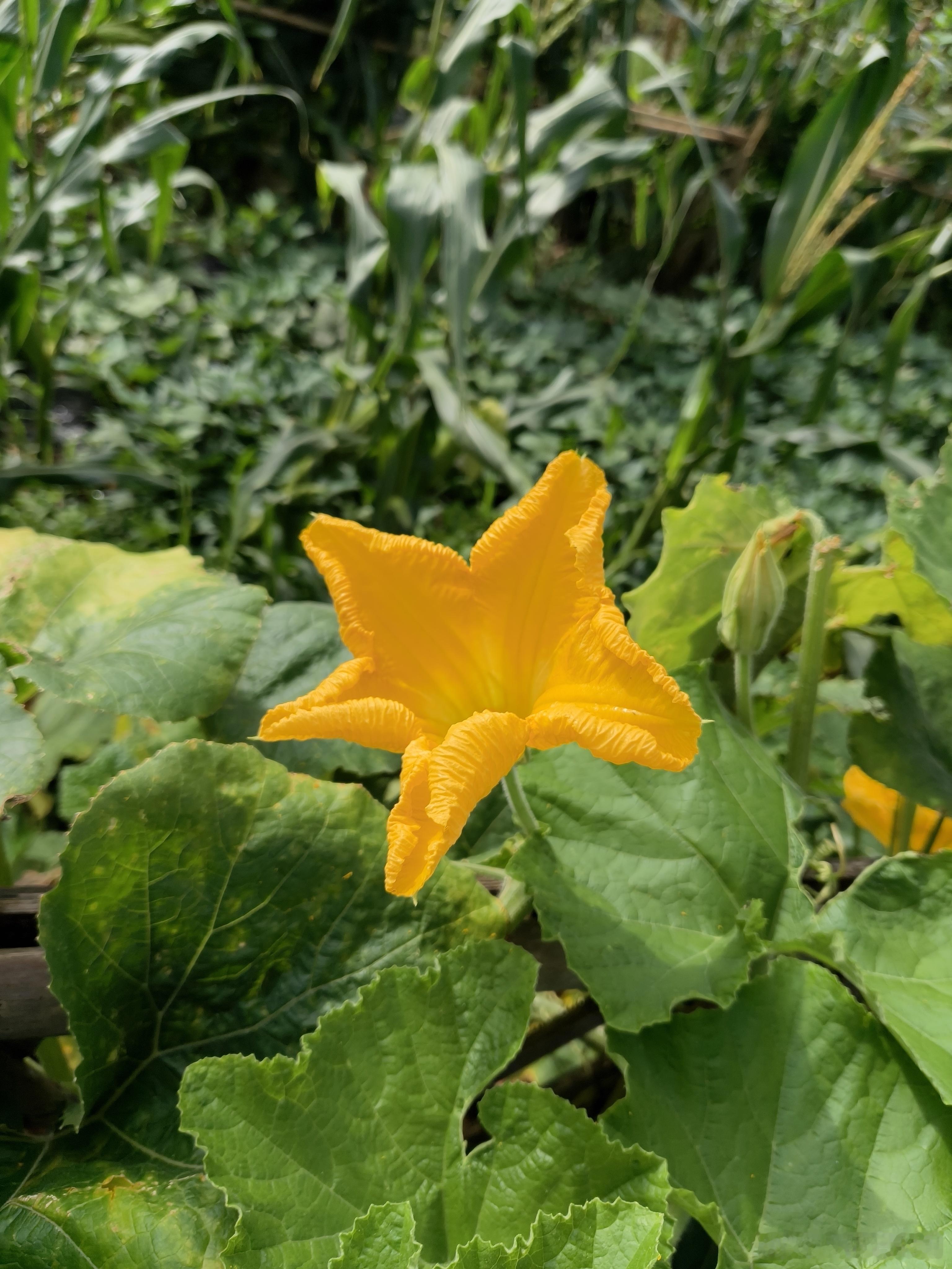 黄岩 菜园随手一拍，金灿灿的南瓜花，日子慢悠悠刚刚好 